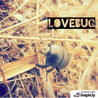 lovebug