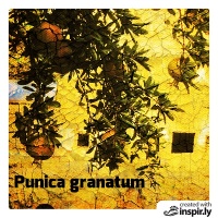 Punica granatum