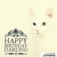 happy birthday darling cat