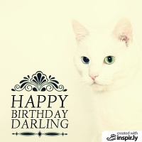 happy birthday darling cat